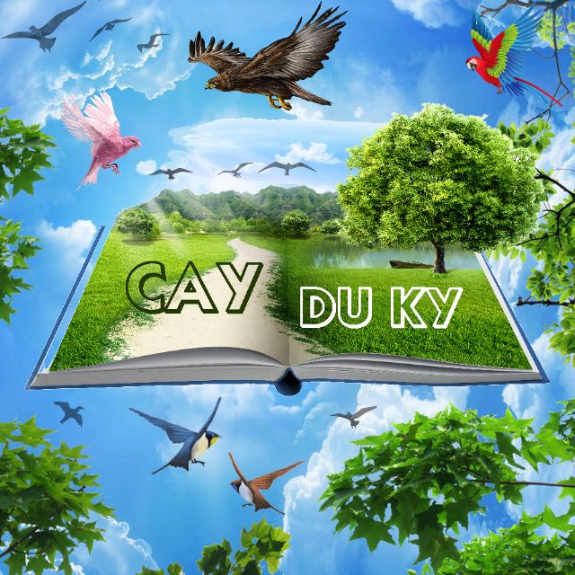 Cây Du Ký-Trang Trí Tiểu Cảnh