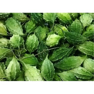 Hạt giống khổ qua rừng - KQR01