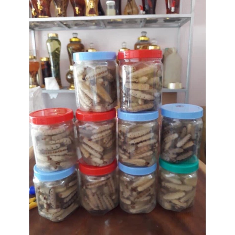 MỐI CHÚA RỪNG  1 hộp 10con🌹🌹