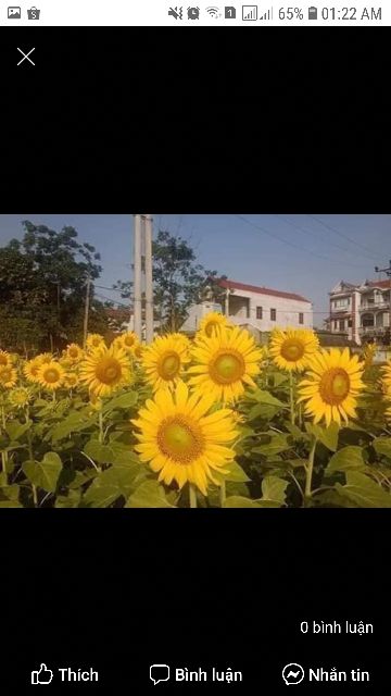 Hướng dương khổng lồ loài hoa luôn hướng về phía mặt trời  🌻🌻🌻
#Aguara6 dễ trồng trồng , không tốn công chăm sóc