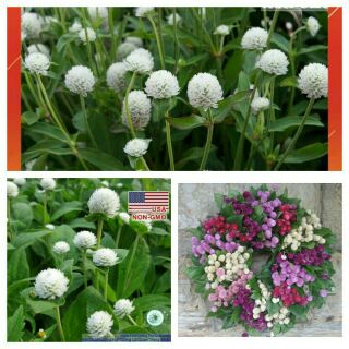 bách nhật trắng,tím,hồng.3cây/ bầu