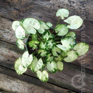 Cây môn lá tim mini (Syngonium mini pixie)