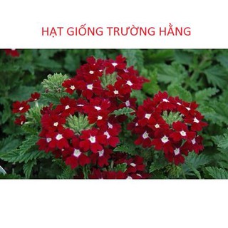 🌟HẠT GIỐNG HOA VÂN ANH🌟NỞ QUANH NĂM HOA NHIỀU MÀU CỰC KỲ ĐẸP