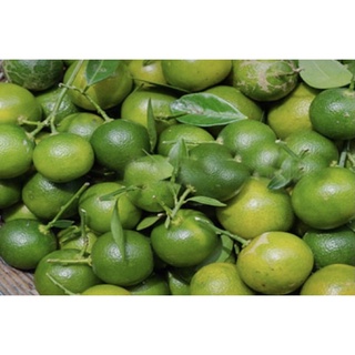 Tắc tươi trái to nhiều nước ship trong ngày tphcm
