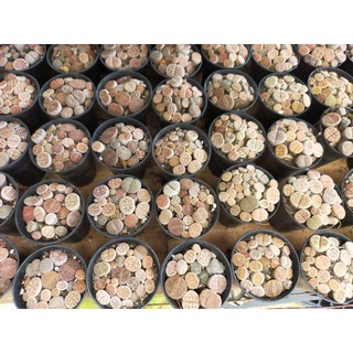 lithops chậu nhựa