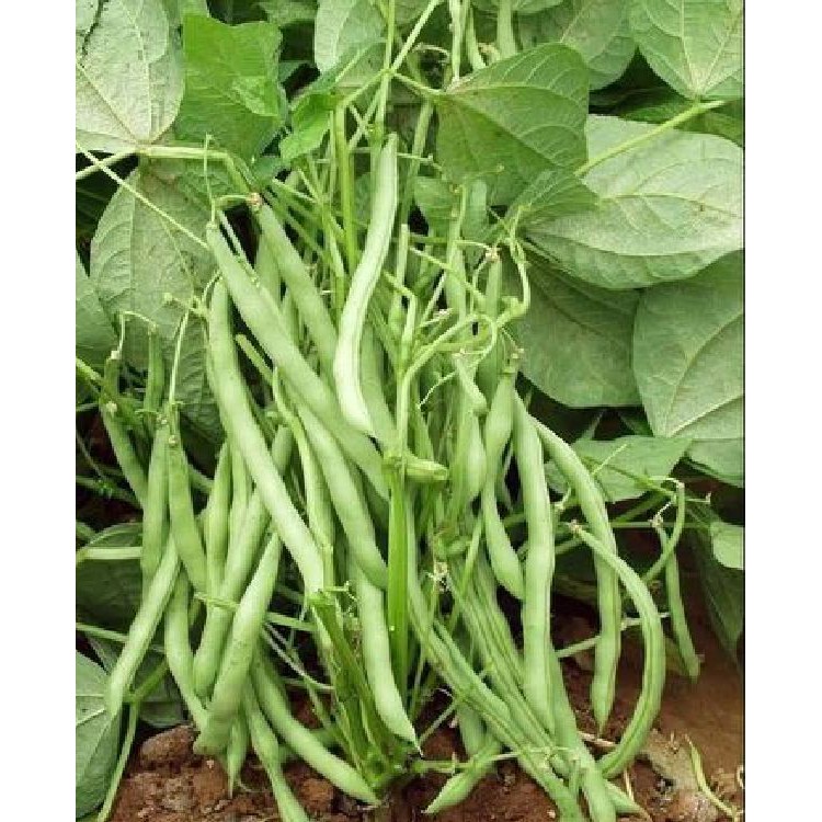 Hạt giống đậu cô ve lùn xanh  - 1 gói 50gram
