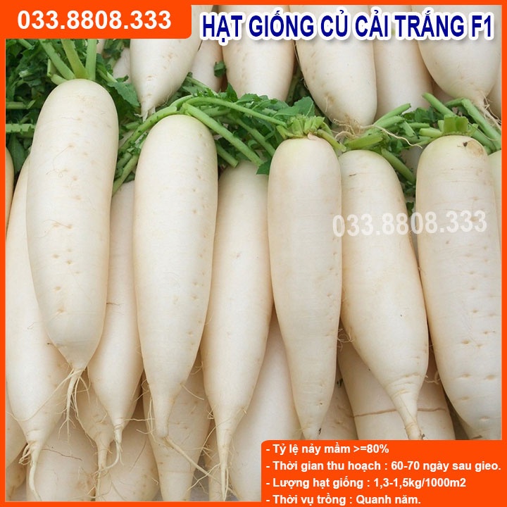 Hạt Giống Củ Cải Trắng 20g - Giống Tốt Năng Suất Cao