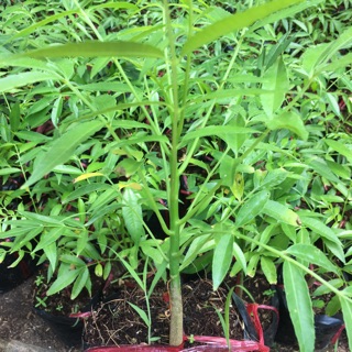 Cây cóc thái giống mau cho trái