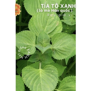 Hạt giống lá mè Hàn quốc/ mè seasam/ tía tô xanh gói 0.5 gr