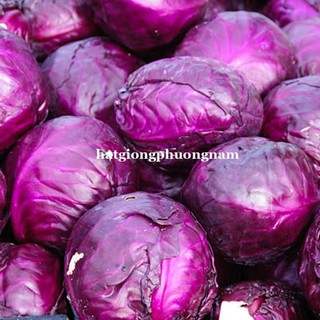 0,5 GR - hạt giống bắp cải tím