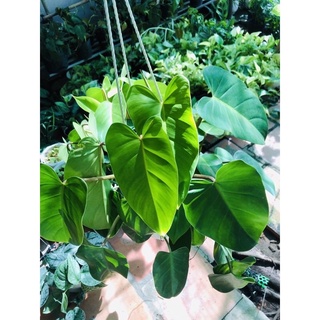 Cây trầu bà tỷ Phú lá tim