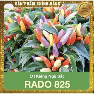 [Nảy mầm tốt] Hạt giống kiểng ngũ sắc 825