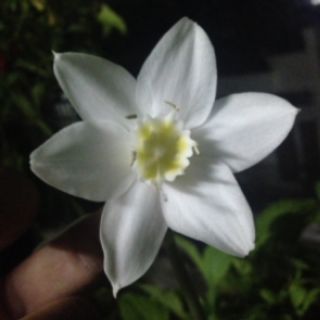 Hoa Ngọc Trâm ( Bạch Tuyết)