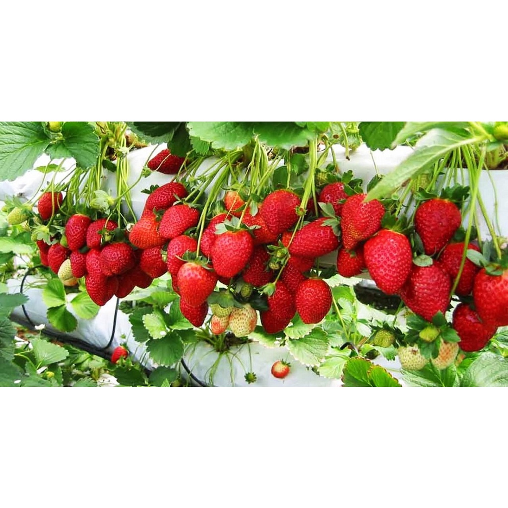 100H - HẠT GIỐNG DÂU TÂY ĐỎ
