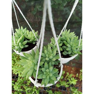 Sen đá chuỗi ngọc đứng - chậu treo