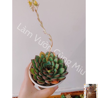 Sen Đá Viền Đỏ (Viền Hồng) 🔥🔥🔥 Size Bầu - Trung