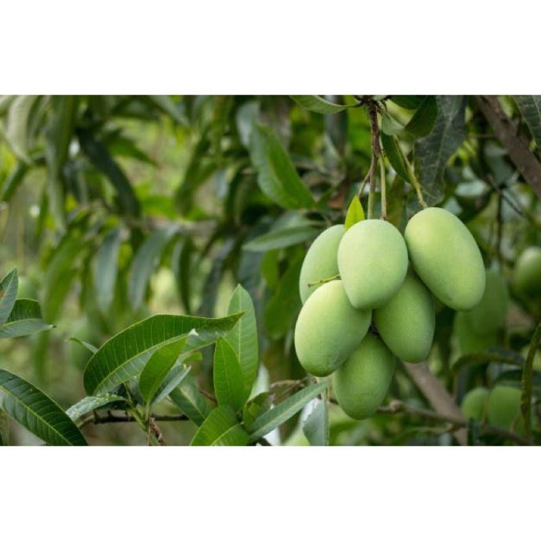 Bioted 603 cây ăn trái  Phân bón lá NPK sinh học Bioted 603 SP-RM Mận, Xoài, Sầu riêng-1 lít-Bổ sung dưỡng chất