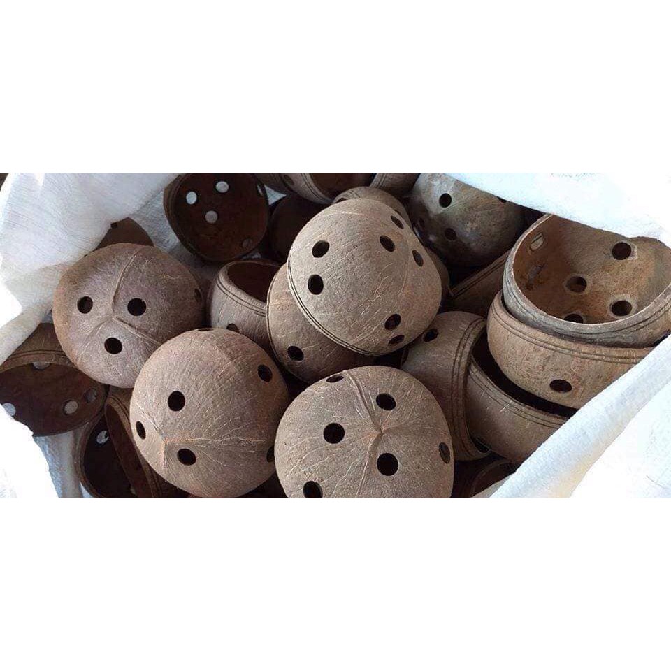 Gáo dừa trồng hoa lan