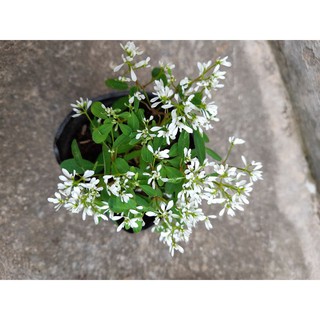 Chậu giống hoa tuyết cầu