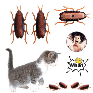 Con Gián Đồ Chơi Cho Thú Cưng