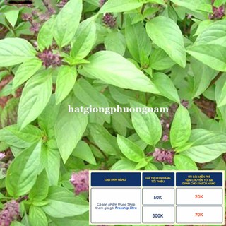5GR - HẠT GIỐNG RAU HÚNG QUẾ