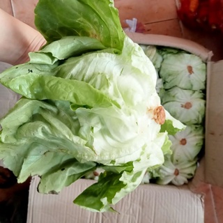 Sà Lách Búp Đà Lạt 300G (NHẬN ĐƠN GIAO NHANH QUẬN 10)
