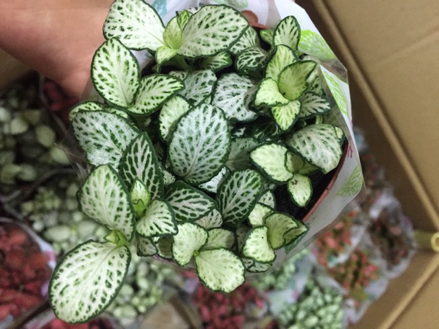 Cây cẩm nhung( lá may mắn/fittonia)