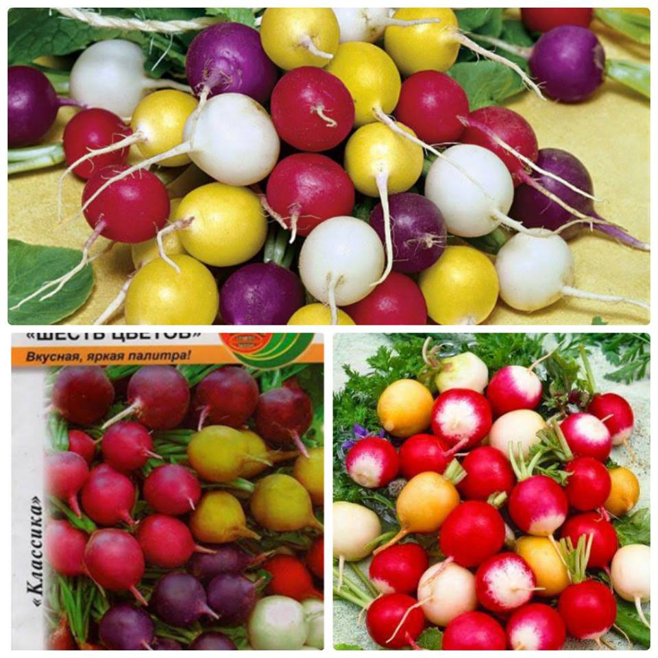 hạt giống Củ Cải Tí Hon Mix màu