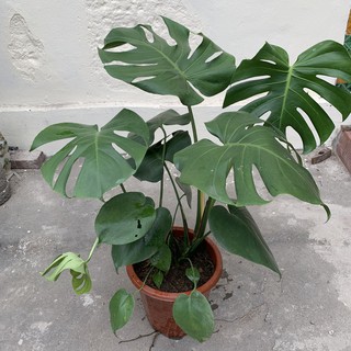 Cây trầu bà lá xẻ Nam Mỹ, trầu bà monstera trưởng thành cao 70cm, lá xanh bóng quanh năm, trang trí gia đình và nội thất