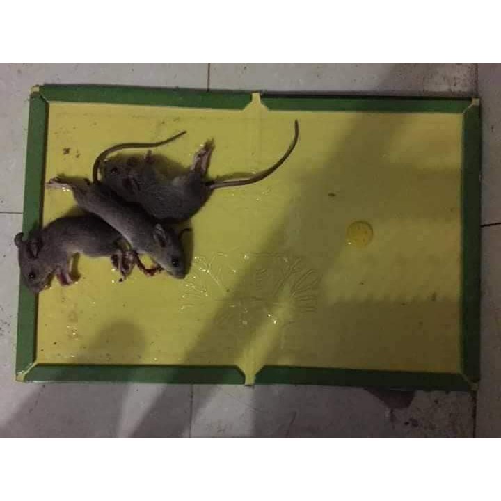 Keo dính bẫy chuột siêu dính Mouse traps xanh trắng