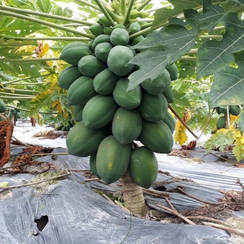 Hạt giống rau củ quả COMBO 5 loại quả trồng chậu, vườn dễ chăm sóc, tỷ lệ nảy mầm cao RADO