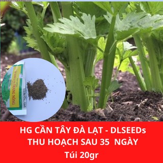 Hạt giống Cần Tây Đà Lạt gói 20gram thời gian thu hoạch sau 35 ngày tỉ lệ nảy mầm hơn 75%