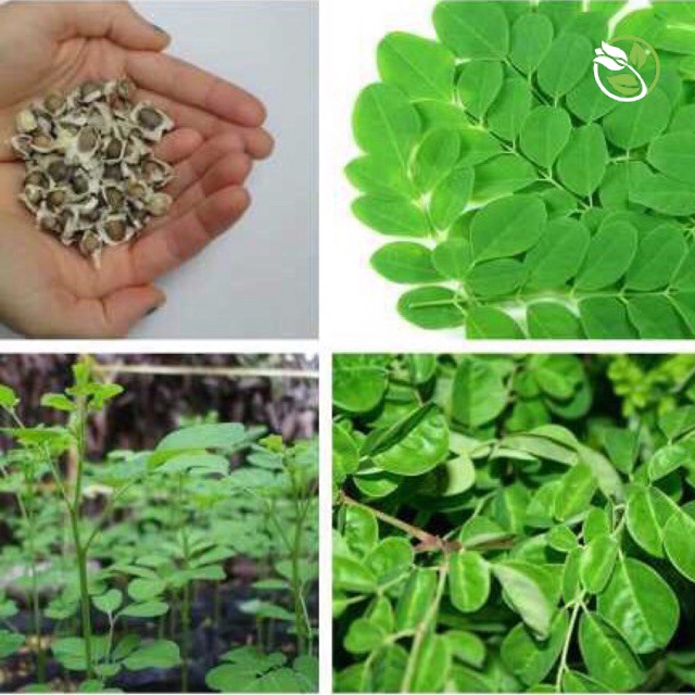 Hạt Giống Cây Chùm Ngây Phú Nông - Gói 1g