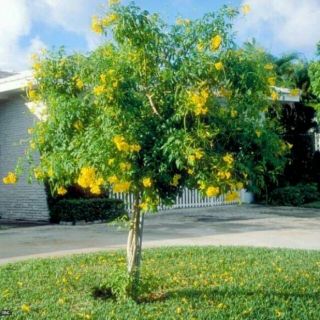cây Hoa Huỳnh Liên (loại lớn) siêu hoa