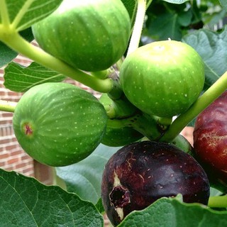 Hạt giống sung Mỹ quả ngọt