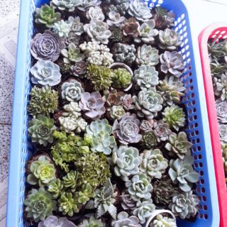 Sen đá size nhỏ 6cm 50 cây 400k