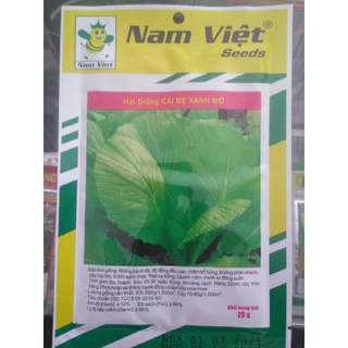 Hạt giống cải bẹ xanh mỡ