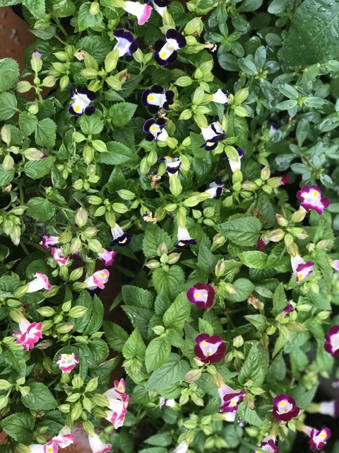 Cây mắt Nai nhiều màu rực rỡ bạn công đón hè