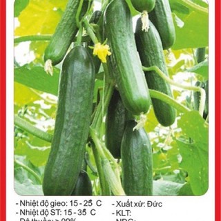 Hạt giống dưa chuột chùm tự thụ phấn