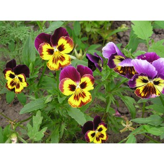 Hạt Giống Hoa Pansy Mix