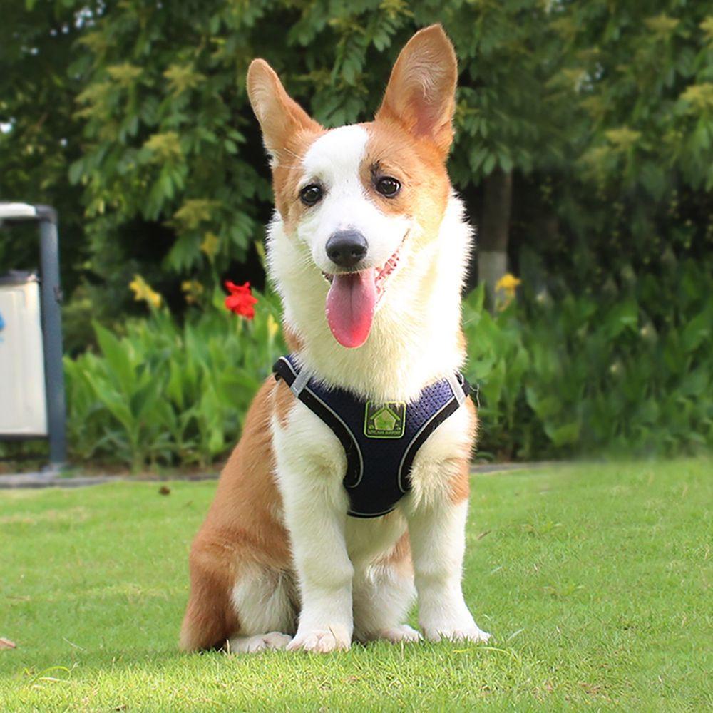 Đai Dắt Thú Cưng Đi Dạo Bằng Nilon Mềm Mại Thoáng Khí Kèm Dây Dắt Tiện Dụng