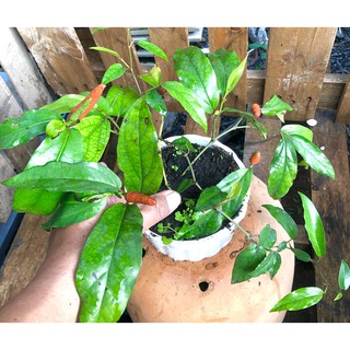 Chậu cây Tiêu Lốp
