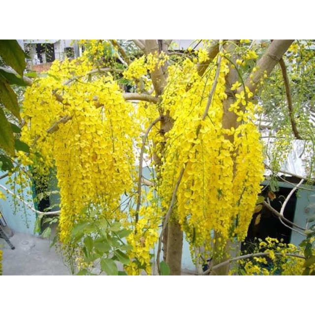 Cây luồng hoàng yến