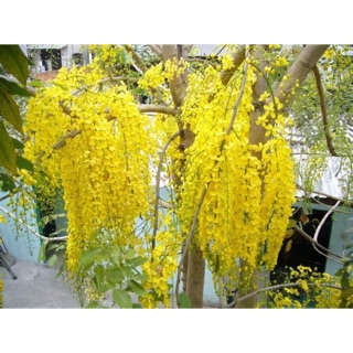 Cây luồng hoàng yến
