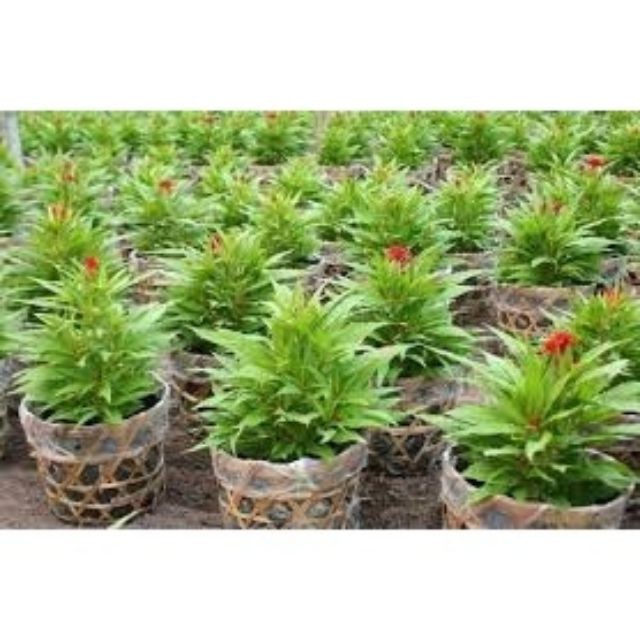 Hạt Giống Hoa Mào Gà Búa Mix Nhiều Màu  luckyseed hạt siêu rẻ