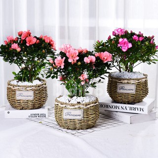 Giỏ cói cắm hoa để bàn D17xH14cm