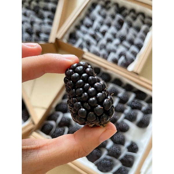 Mâm xôi đen, Phúc Bồn Tử nhà trồng 500g