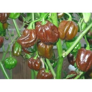 Cây giống ớt Habanero Socola siêu cay - Trang Flowers