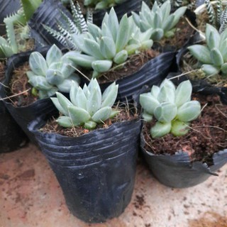 sen đá kim cương trắng, cây sen đá cỡ nhỏ giống mới màu đẹp, xuất xứ tại Đà Lạt, cấy có bầu rễ khỏe.