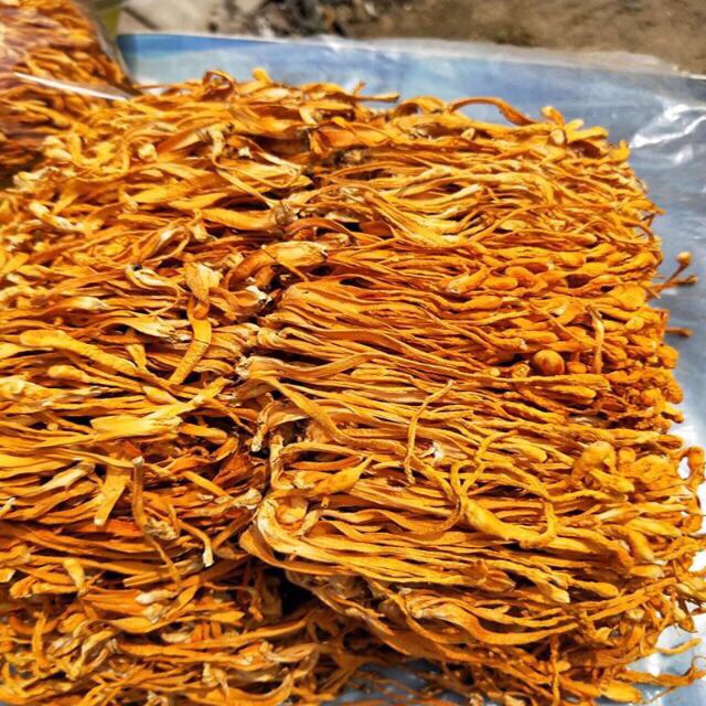 Đông trùng hạ thảo khô (200g) chuẩn hàng nuôi cấy mô Việt Nam chất lượng cao